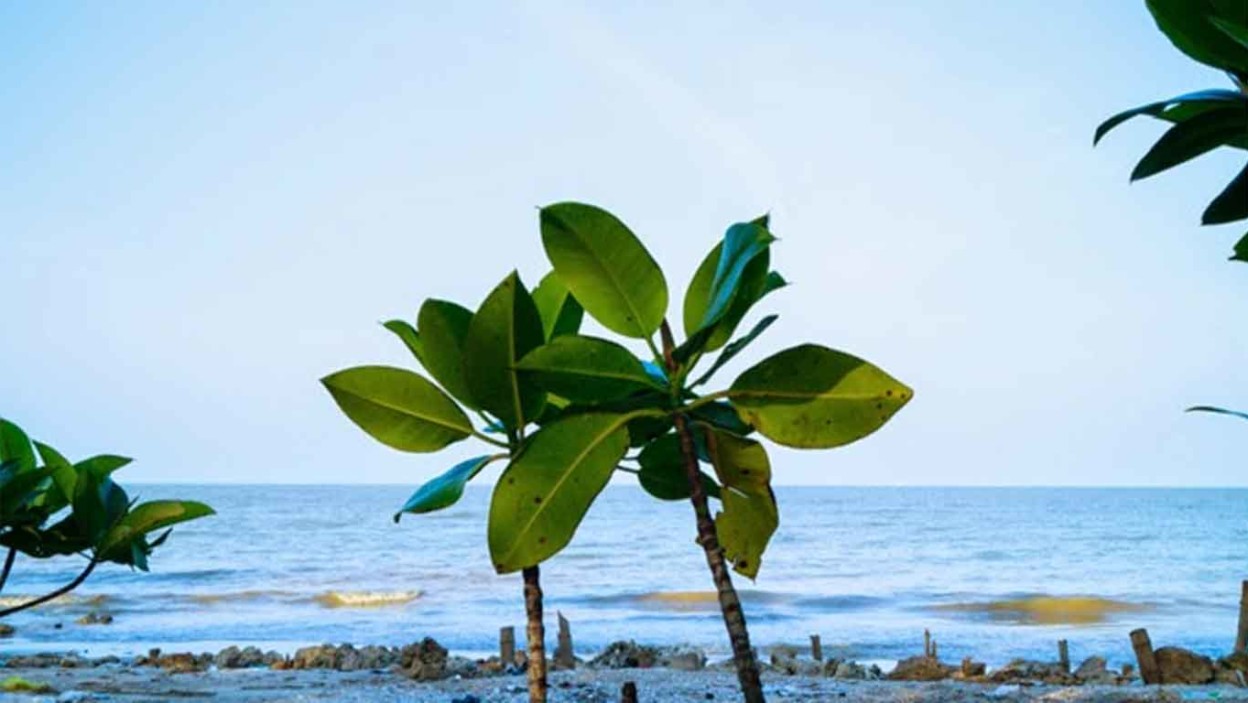 Pantai Mangrove