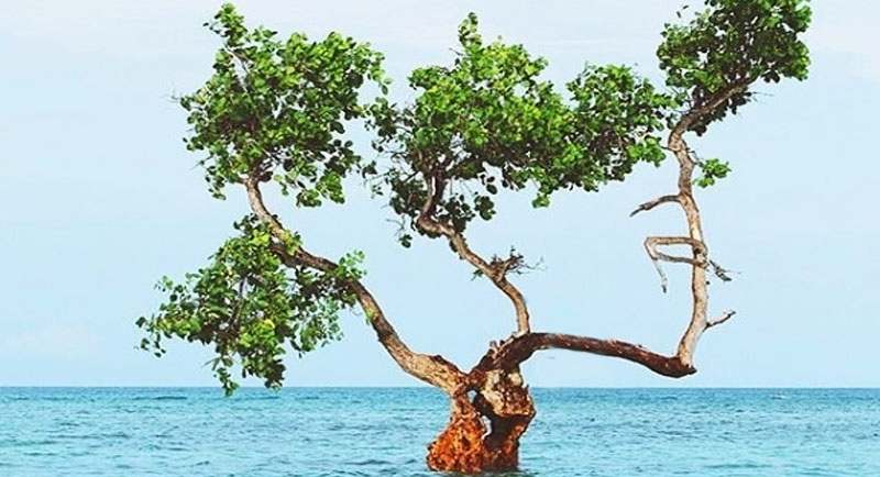 Pohon-Jomblo-di-Pantai-Lunda-Lima Pohon Jomblo Di Pantai Lunda Lima